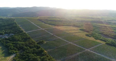Flight over grape fields 스톡 동영상 93281497