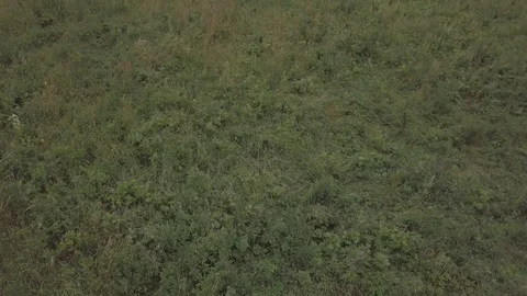 Flight over grassland. Stock Footage 91669227