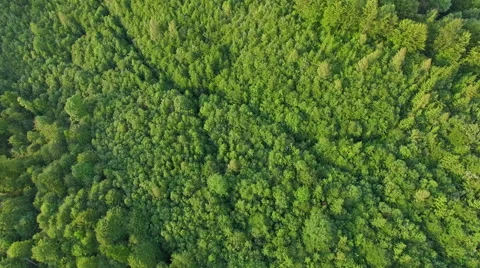 Flight over the great forest Stock Footage 64776103