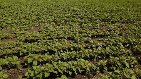 Flight over the green field with a flight to the sea. Aerial view Stock Footage 78037879