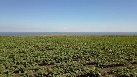 Flight over the green field with a flight to the sea. Aerial view Stock Footage