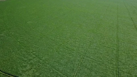 Flight over the green field 库存影片 79835571