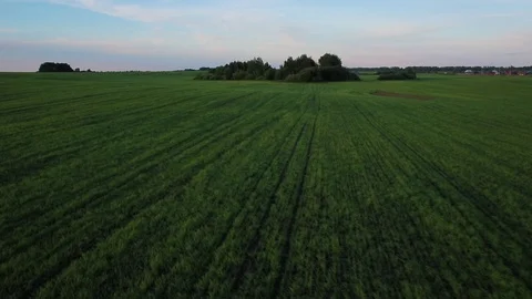 Flight over green field with trees Stock Footage 72646654