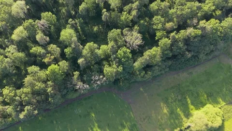 Flight over green fields and forest treetops in bright sunshine in South of Stock Footage 345224494
