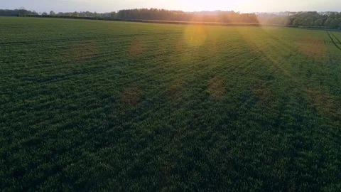Flight over green fields at sunset -aerial shot Stock Footage 75107285