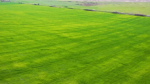 Flight over green fields of wheat and untilled fields Видео 127937443