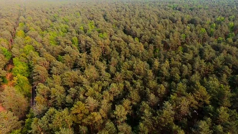 Flight over the green forest Stockbeeldmateriaal 89451231