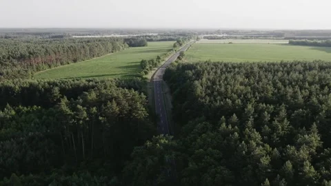 Flight over the green forests on a road running among the trees Stock Footage 252044865