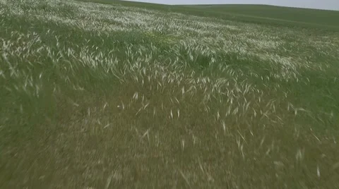 Flight over the green grass field Vídeo Stock 61846267