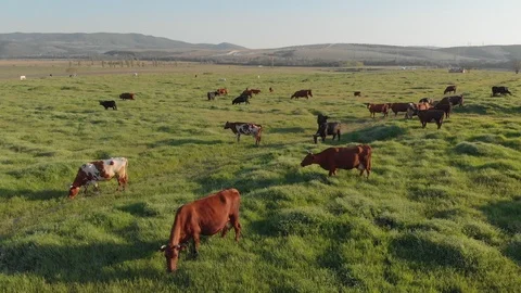 Flight over green grass meadow and herd of cows.  Stock Footage 89894569