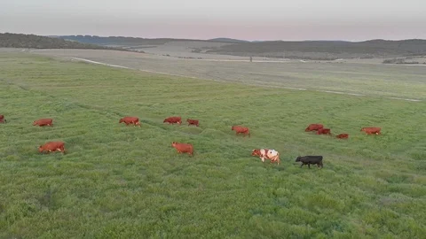 Flight over green grass meadow and herd of cows.  Video stock 89894573