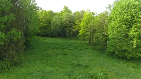 Flight over a green meadow to the forest. Aerial view Stock Footage 162179508