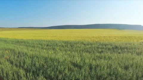 Flight over green meadow of wheat. Vídeos de archivo 52945358