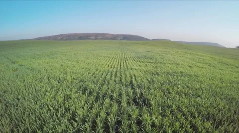Flight over green meadow of wheat. Video stock 64848887