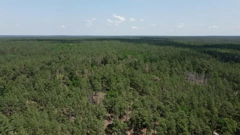 Flight over the green pine forest. Stock Footage 230705573