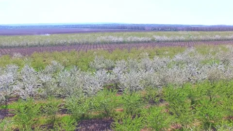 Flight over the green spaces of fruit trees. Aerial view of the cherry orchard. Vidéo 166215935