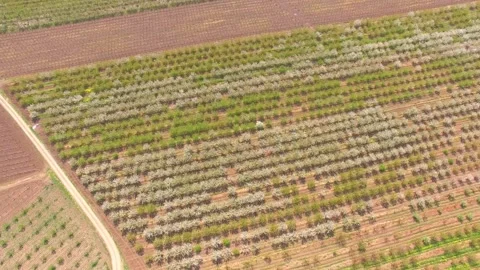 Flight over the green spaces of fruit trees. Aerial view of the cherry orchard. Vidéo 166215937