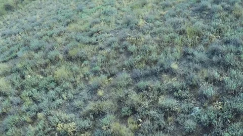 Flight over the green steppe grass Stock-Footage 96705459