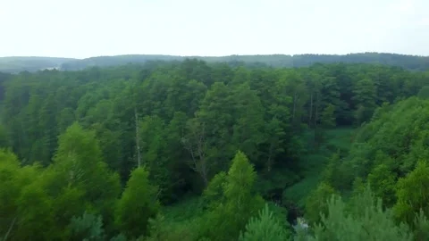 Flight over green summer forest and wild river. Stock Footage 156998264