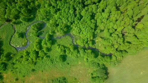 Flight over green summer forest and wild river. Stock Footage 156998431