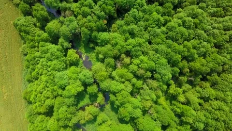Flight over green summer forest and wild river. Stock Footage 156998733