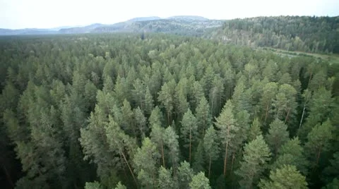 Flight over green trees in the woods. Stock Footage 8847737