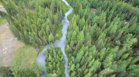 Flight over green trees in the woods. Stock Footage 10564540