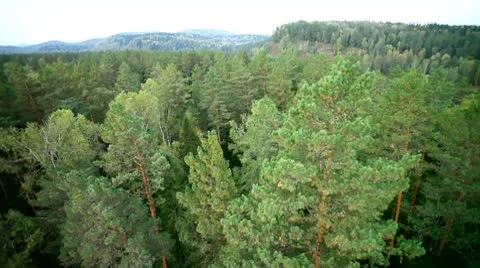 Flight over green trees in the woods. Stock Footage 10564743