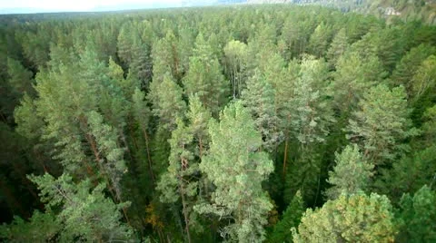 Flight over green trees in the woods. Stock Footage 10565534
