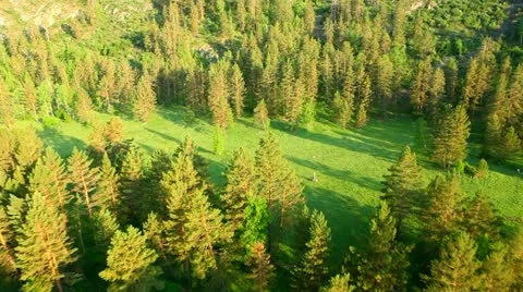 Flight over green trees in the woods. Stock Footage 11498976