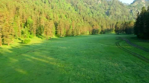 Flight over green trees in the woods. Stock Footage 11499111