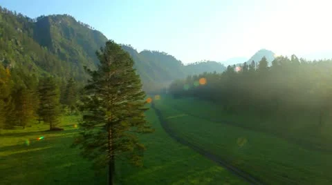 Flight over green trees in the woods. Stock Footage 11499122