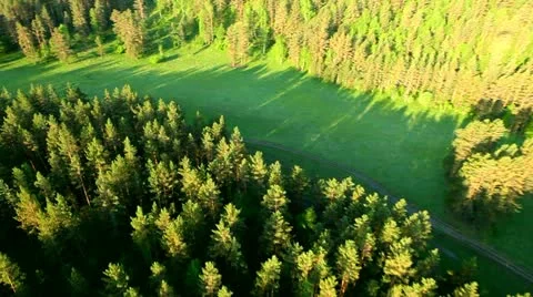 Flight over green trees in the woods. Stock Footage 11499170