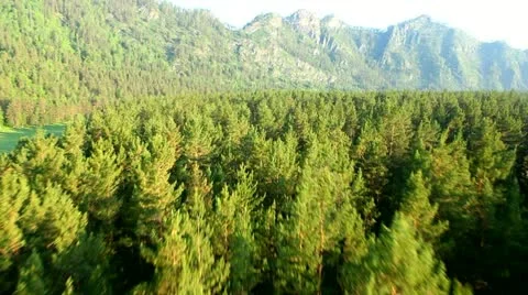 Flight over green trees in the woods. Stock Footage 11499201