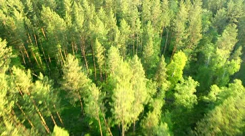Flight over green trees in the woods. Stock Footage 11499212