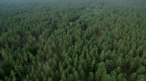 Flight over green trees in the woods. Stock Footage 11615005