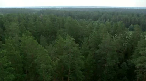 Flight over green trees in the woods. Stock Footage 11615707