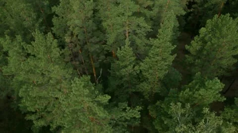 Flight over green trees in the woods. Stock Footage 11625472