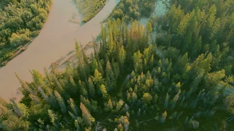 Flight over green trees in the woods. Stock Footage 12585840