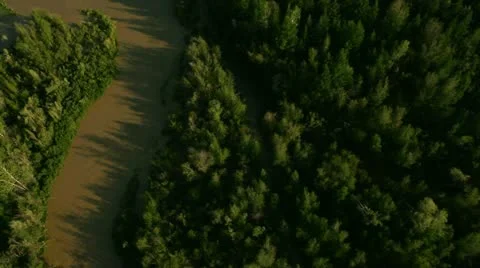 Flight over green trees in the woods. Stock Footage 12733618