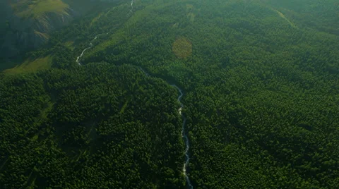 Flight over green trees in the woods. Stock Footage 32940101