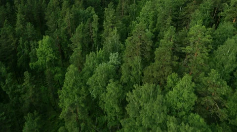 Flight over green trees in the woods. Stock Footage 33980855