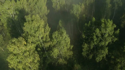 Flight over green trees in the woods. Stock Footage 34456491