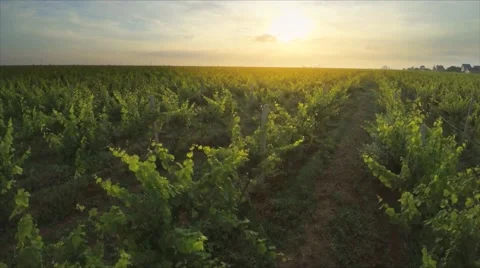 Flight over green vineyard Stock Footage 51778291