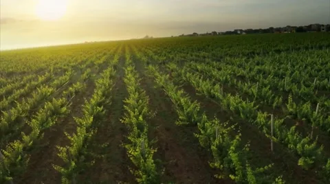 Flight over green vineyard Stock Footage 51778327