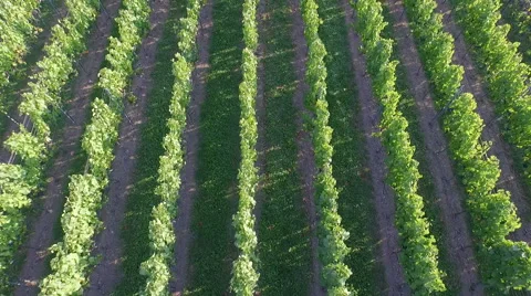 Flight over green vineyard late summer Stock Footage 54595916