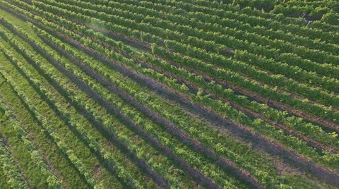 Flight over green vineyard late summer 4K Stock Footage 54943686