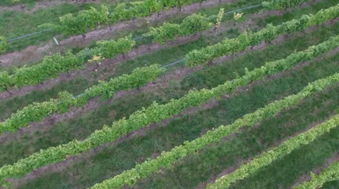 Flight over green vineyard late summer Stock Footage 55204570