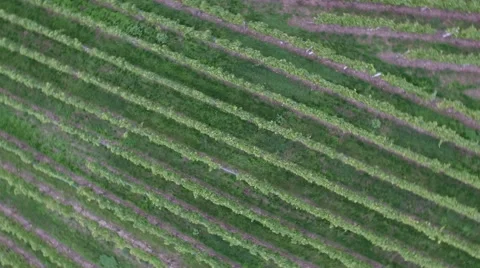 Flight over green vineyard late summer Stock Footage 55205987