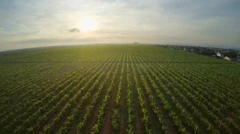 Flight over green vineyard meadow. Stock Footage 61912083